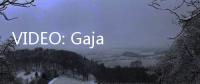 VIDEO: Gajah